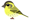 マヒワ（日本の野鳥）透過PNG