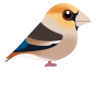 シメ（日本の野鳥）透過PNG