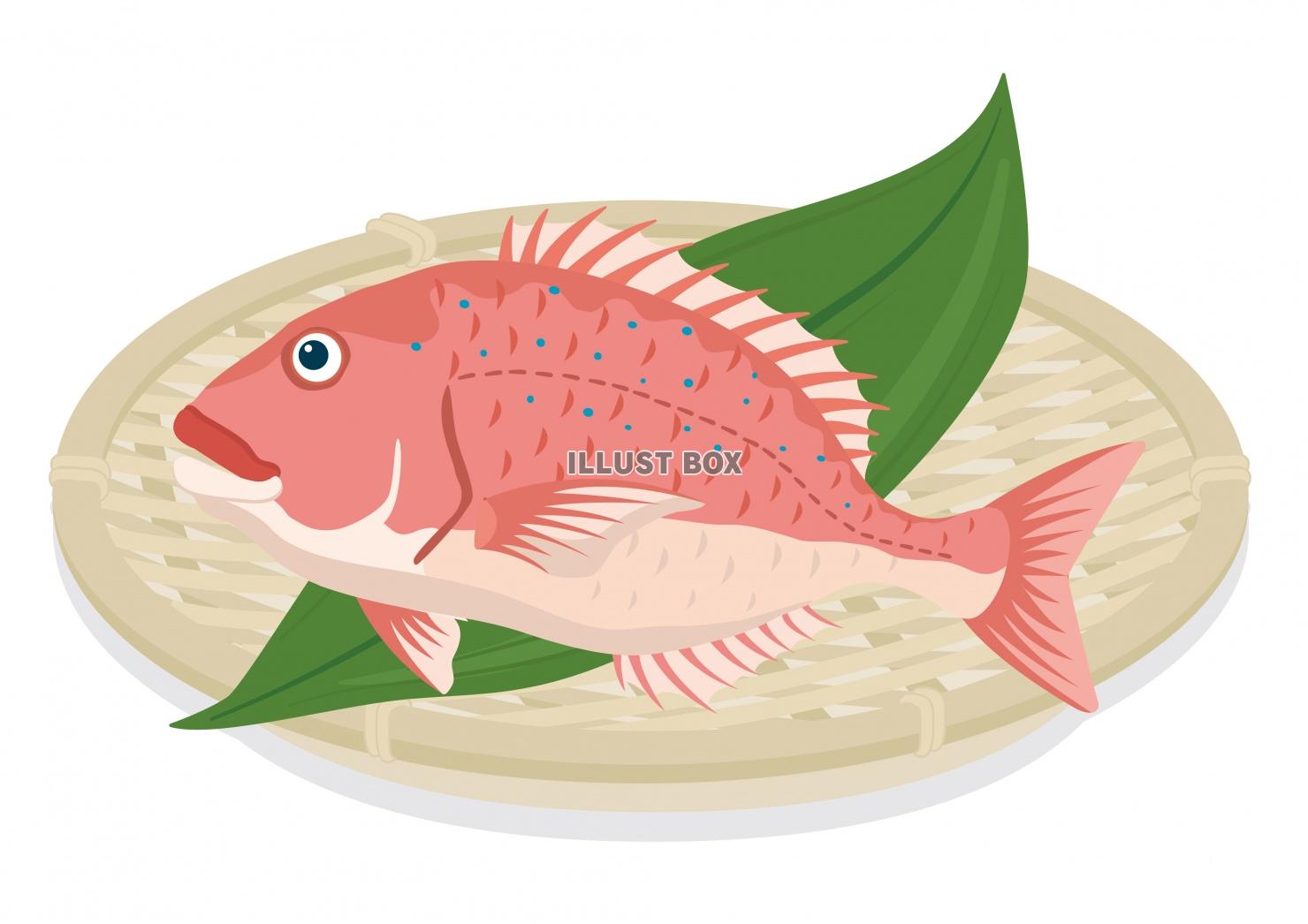 無料イラスト 海の幸 海鮮シリーズ ザル盛りの鯛 1匹