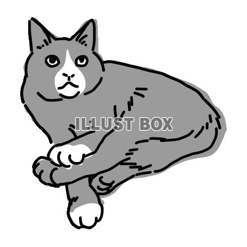 無料イラスト 猫のシンプルかわいい全身イラスト 足の上に手を置くハチワレ猫