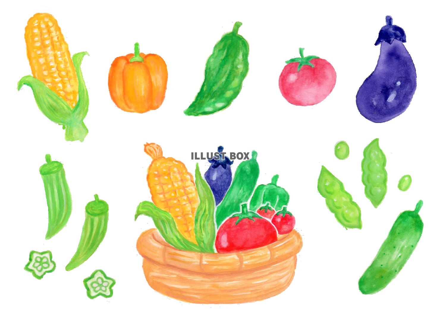 無料イラスト 水彩の夏野菜セット