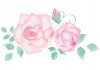 薔薇の花_ピンク