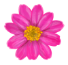ピンクの花のイラスト　アップ01