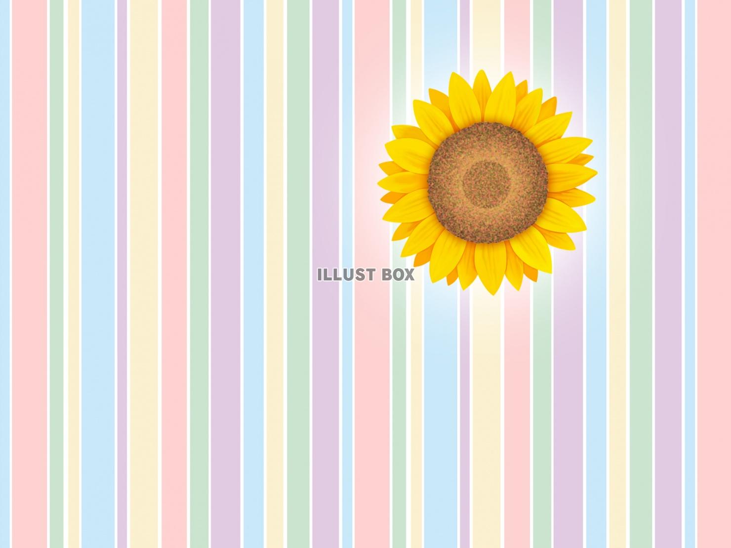 無料イラスト 向日葵の花柄と縞模様の壁紙シンプル背景素材イラスト