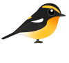 キビタキ（日本の野鳥）透過PNG