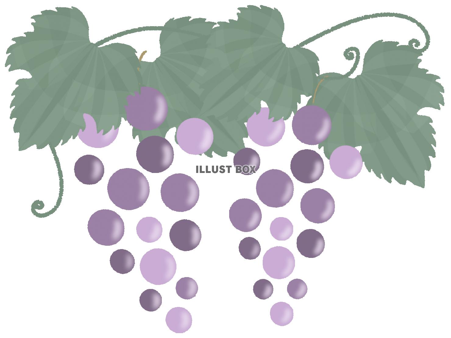 無料イラスト シンプルなブドウのイラスト 線なし
