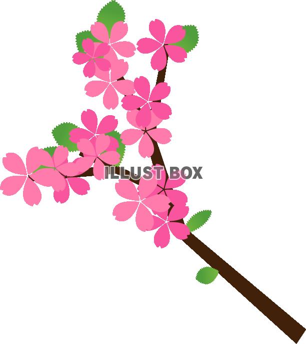 桜の花　枝つき　　その1