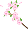 桜の花　枝つき　　その2