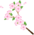 桜の花　枝つき　　その2