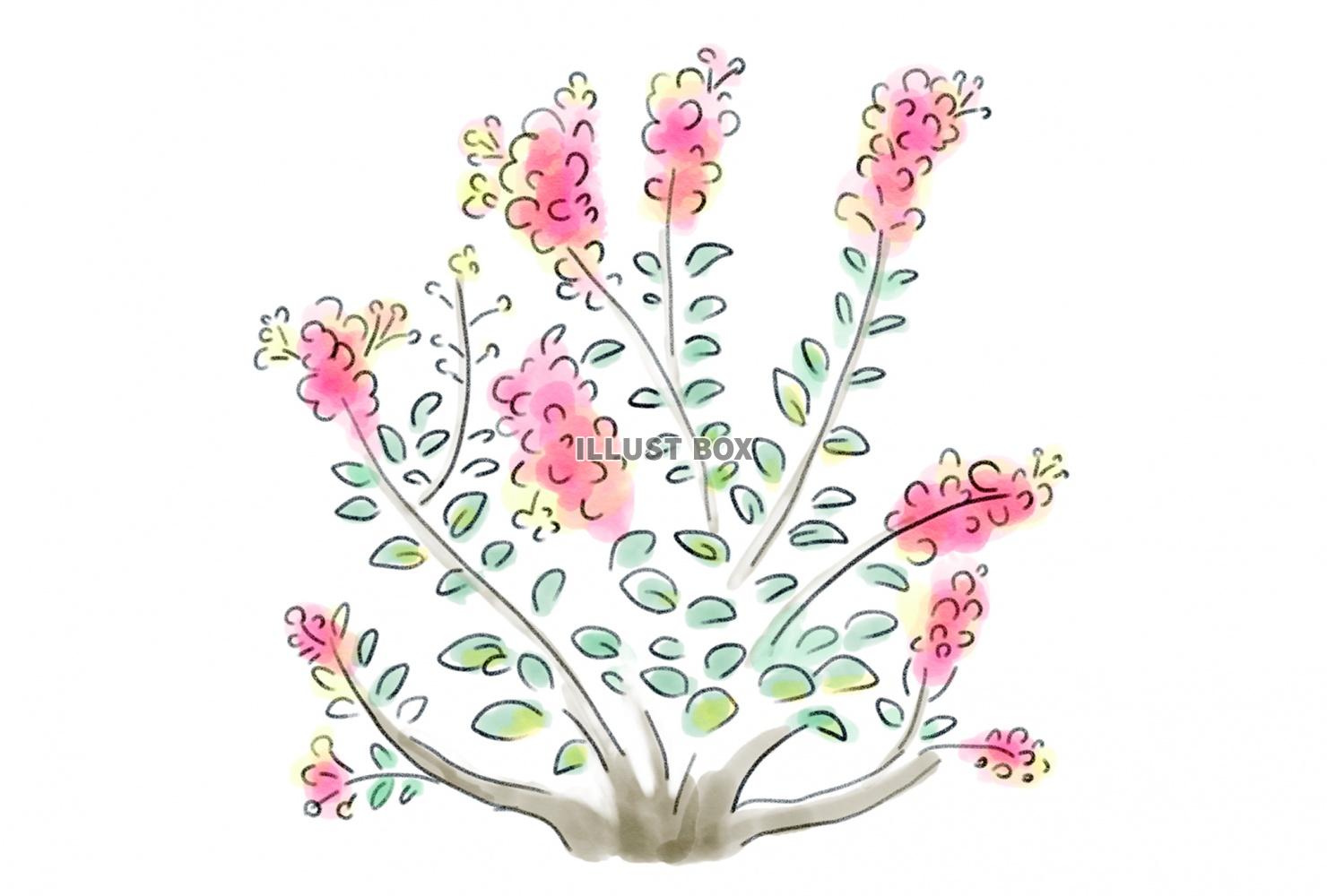 無料イラスト カラフルなサルスベリの花 ポストカード