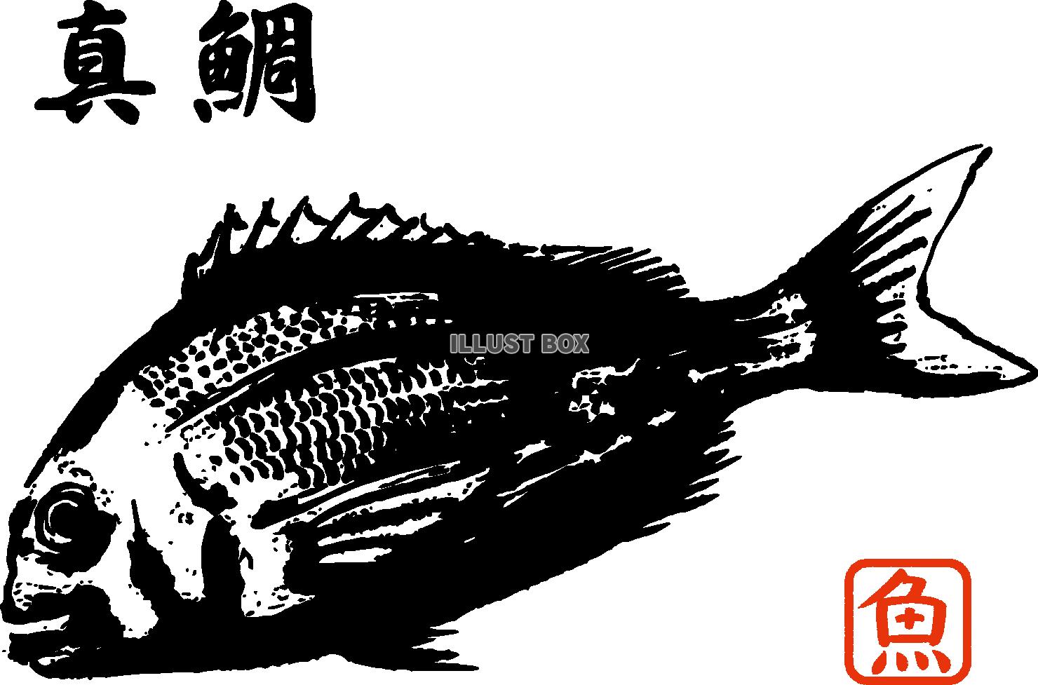 無料イラスト 魚拓のイメージ 真鯛