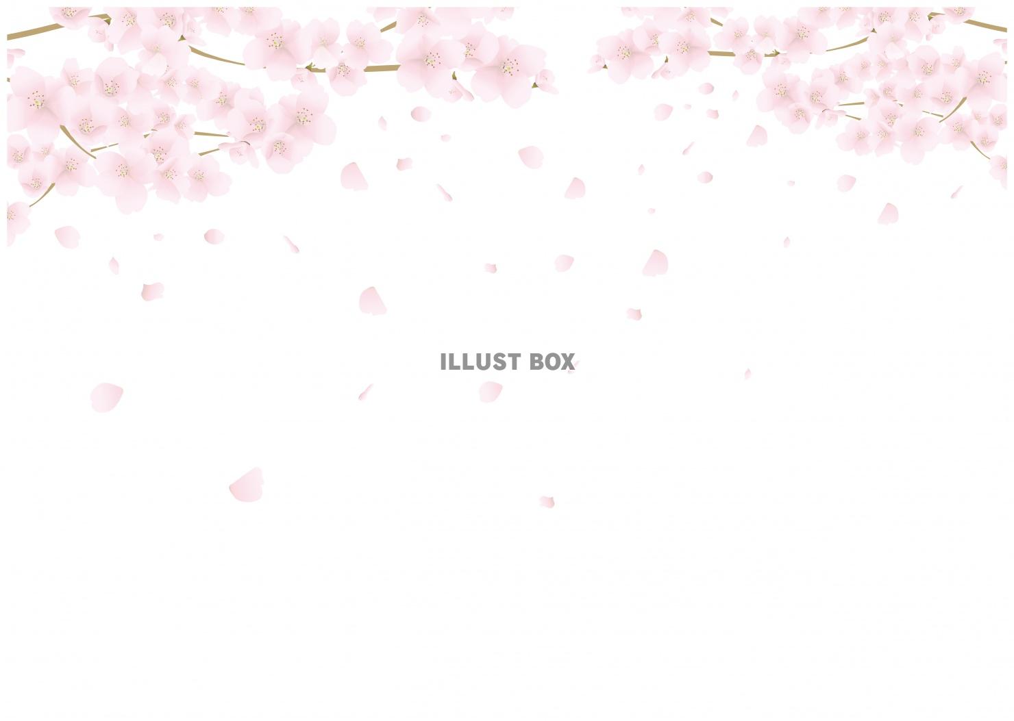 無料イラスト リアルな桜 桜吹雪の背景フレーム 背景透過 白バック