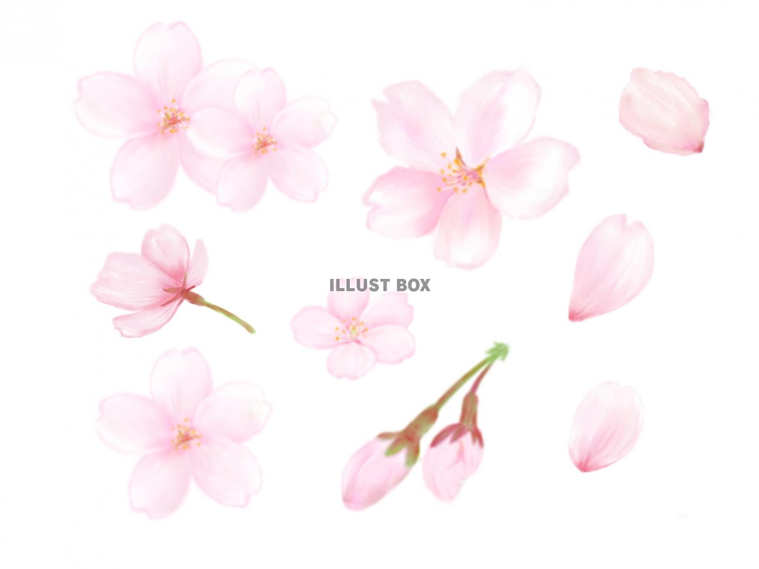 桜の花セット（水彩） 春 花びら つぼみ：イラスト無料