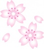 春のイメージの美しい桜の花のイラスト