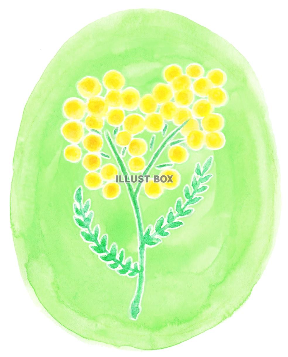 水彩のミモザの花２：イラスト無料