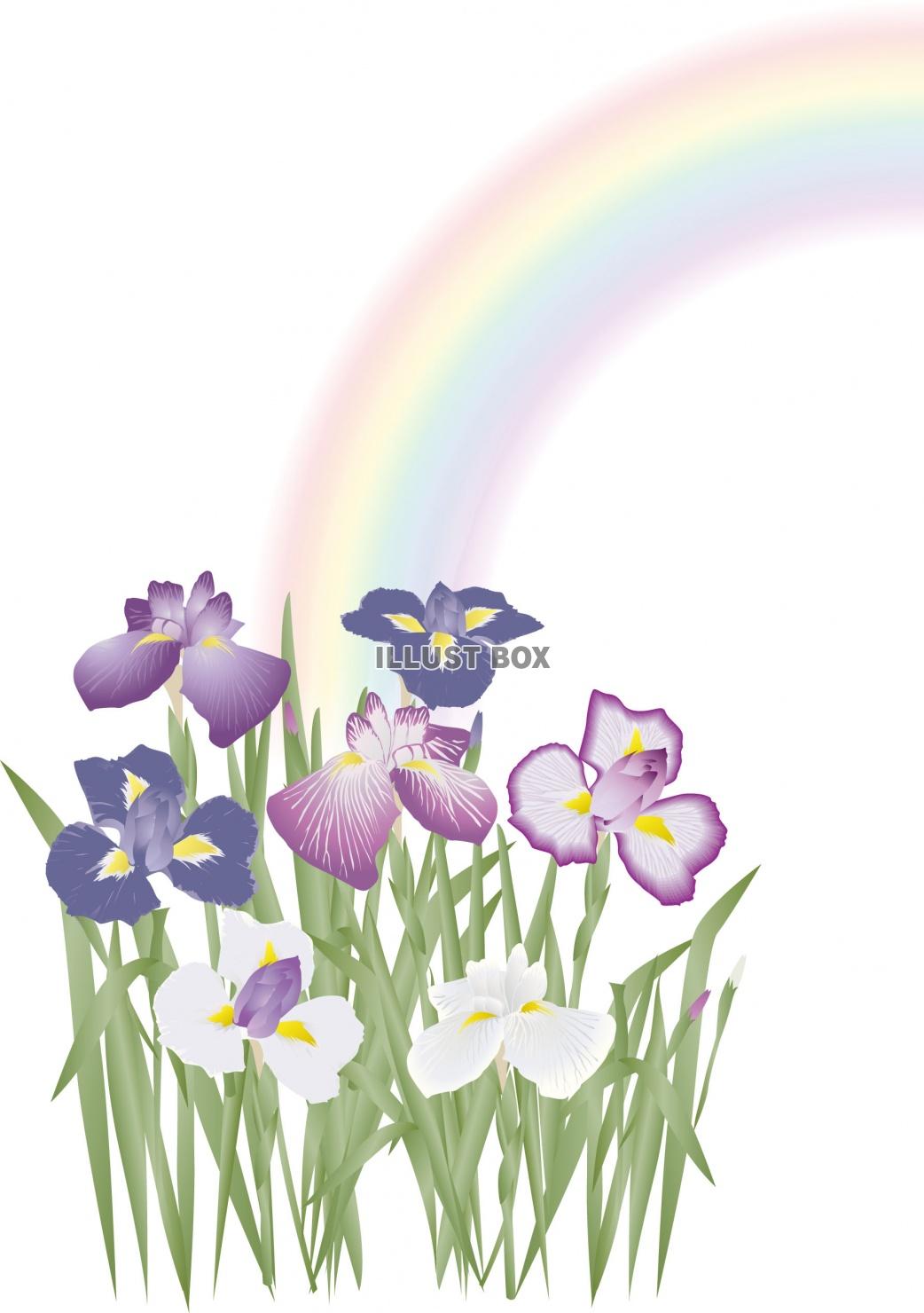 無料イラスト 虹と花菖蒲 Zipに虹透過のpngあり