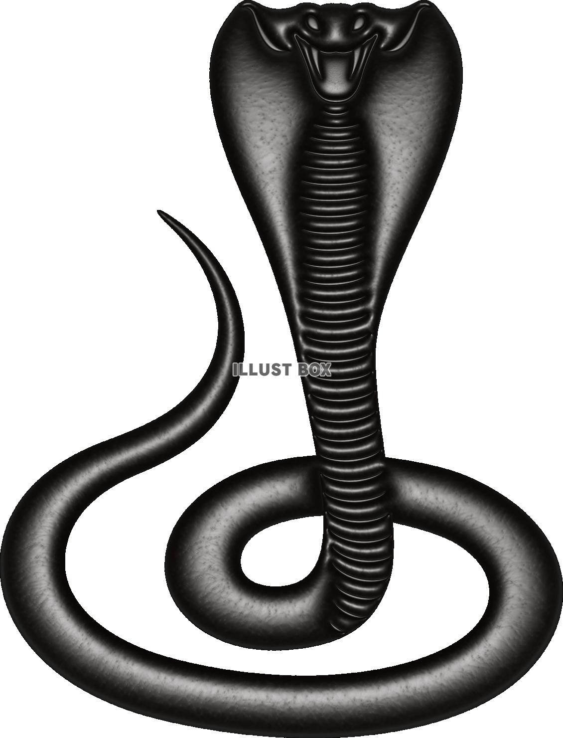 無料イラスト 黒光りするコブラ 鎌首をもたげた毒蛇