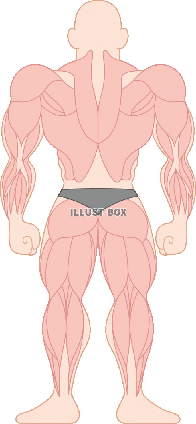 無料イラスト 人間の筋肉の部位 種類 ボディビル 背面