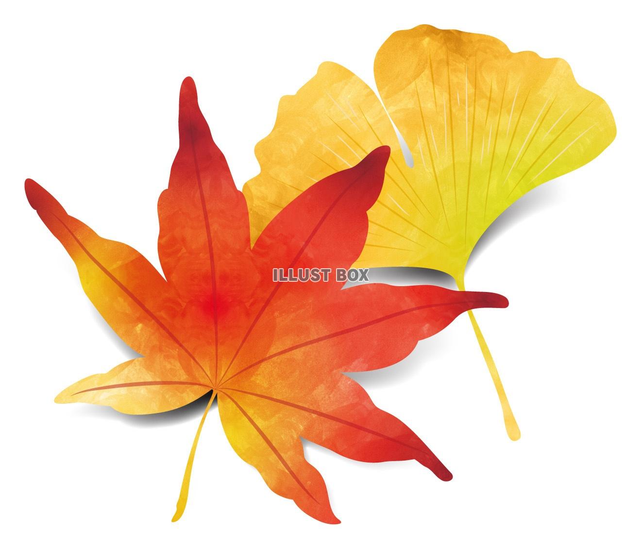 無料イラスト 秋の紅葉と銀杏の水彩風イラスト
