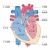 人間の身体★心臓の構造イラスト★文字あり