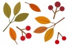 秋の葉っぱイラスト/木の実