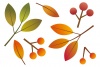 秋の葉っぱイラスト/木の実グラデ
