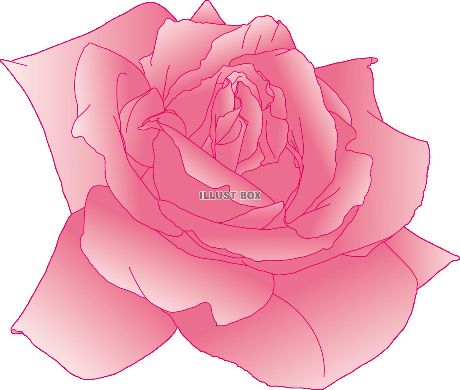 無料イラスト ピンクのバラの花