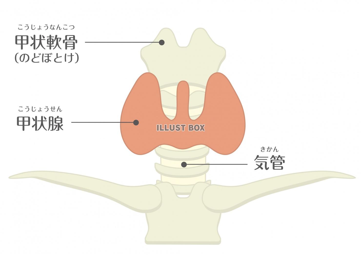 人間の身体★代謝・内分泌★甲状腺★文字あり