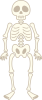 ガイコツ　骨格標本　人の骨