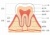 歯のイラスト★歯の構造★断面図★文字あり
