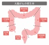 人間の身体★大腸がんの発生率★消化器官