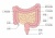 人間の身体★大腸と小腸の構造★消化器官