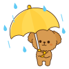 傘をさすトイプードル　雨