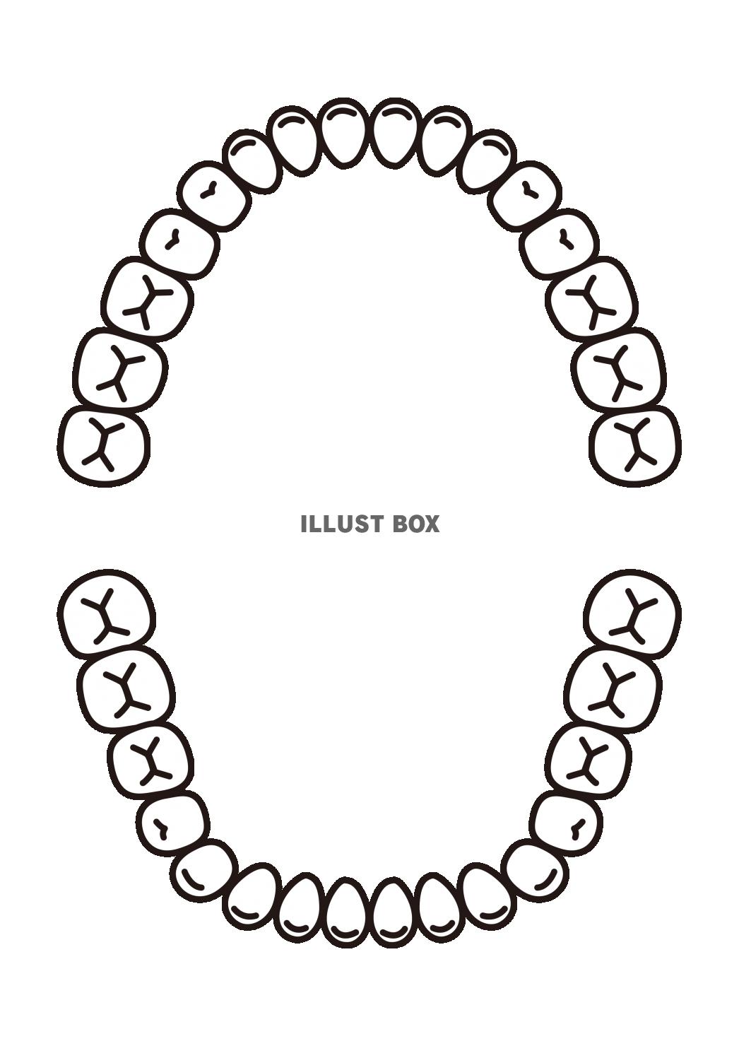 1_イラスト_歯並び・上下・16本ずつ