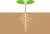 芽生えた植物の双葉と地中の根　カラー