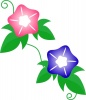 ピンク色と青色の美しいアサガオの花のワンポイントイラスト