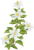 くちなしの花（透過PNG）