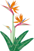 極楽鳥花（透過PNG）