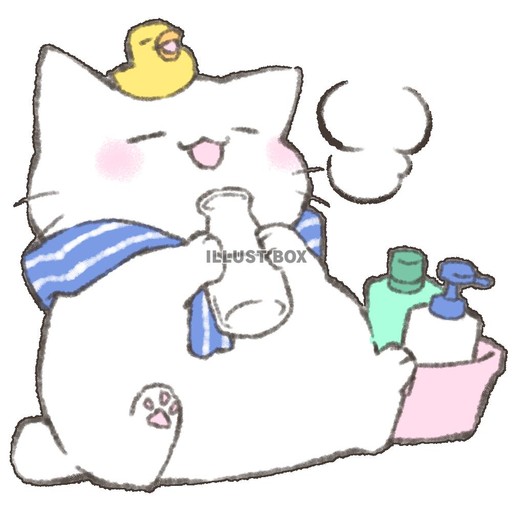 お風呂上りに牛乳を飲む猫