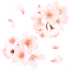 水彩の桜① お花見や卒業式等に