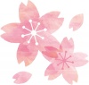 手描き水彩風イラスト桜
