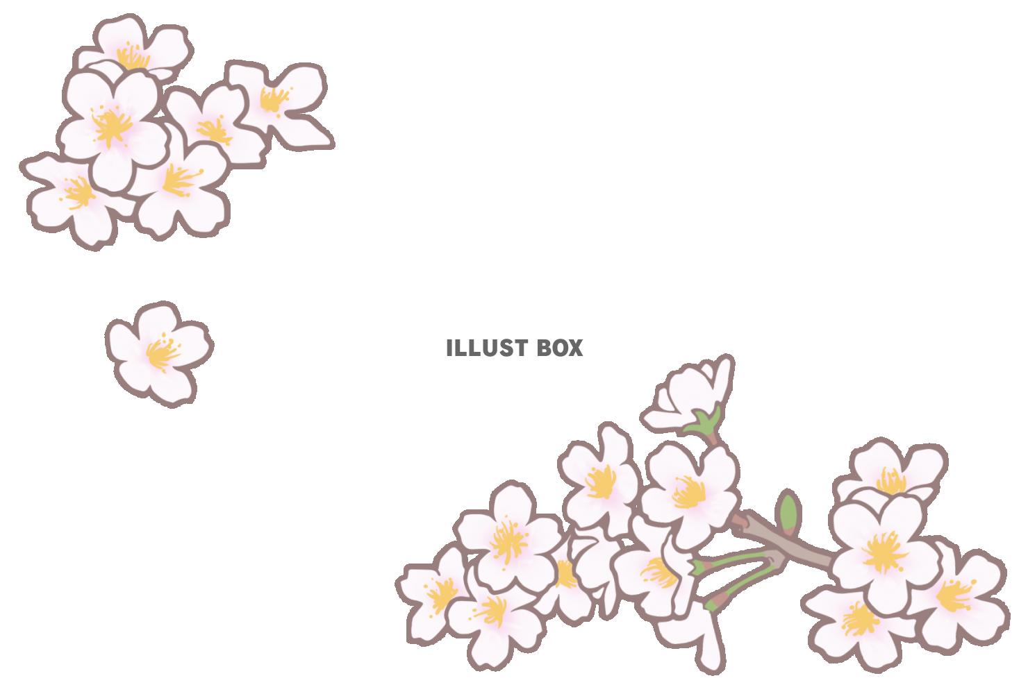 桜のメッセージカード　はがきサイズ横向き