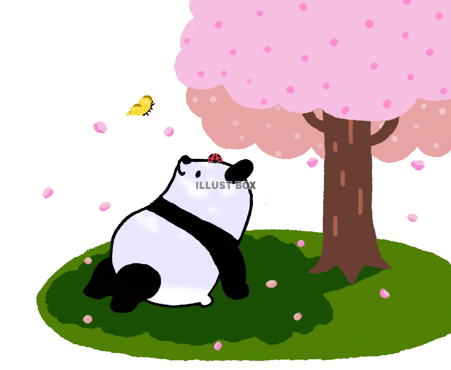 パンダシリーズ　のんびりお花見