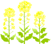 菜の花２（春のお花）