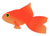 金魚-1