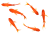 赤い金魚6匹セット④