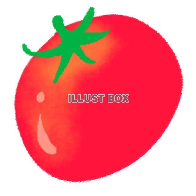 生き生きとしたトマトを一つ