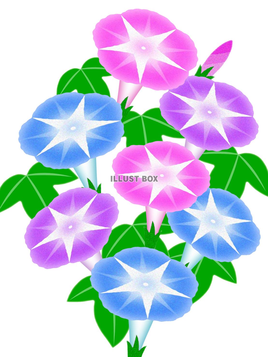 朝顔のお花模様壁紙画像シンプル背景素材イラスト　