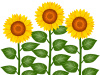 向日葵のイラスト素材シンプル花模様背景壁紙