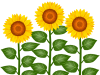 向日葵のイラスト素材シンプル花模様背景壁紙png透過